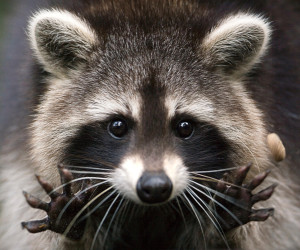 Raccoon-1-300x250.jpg