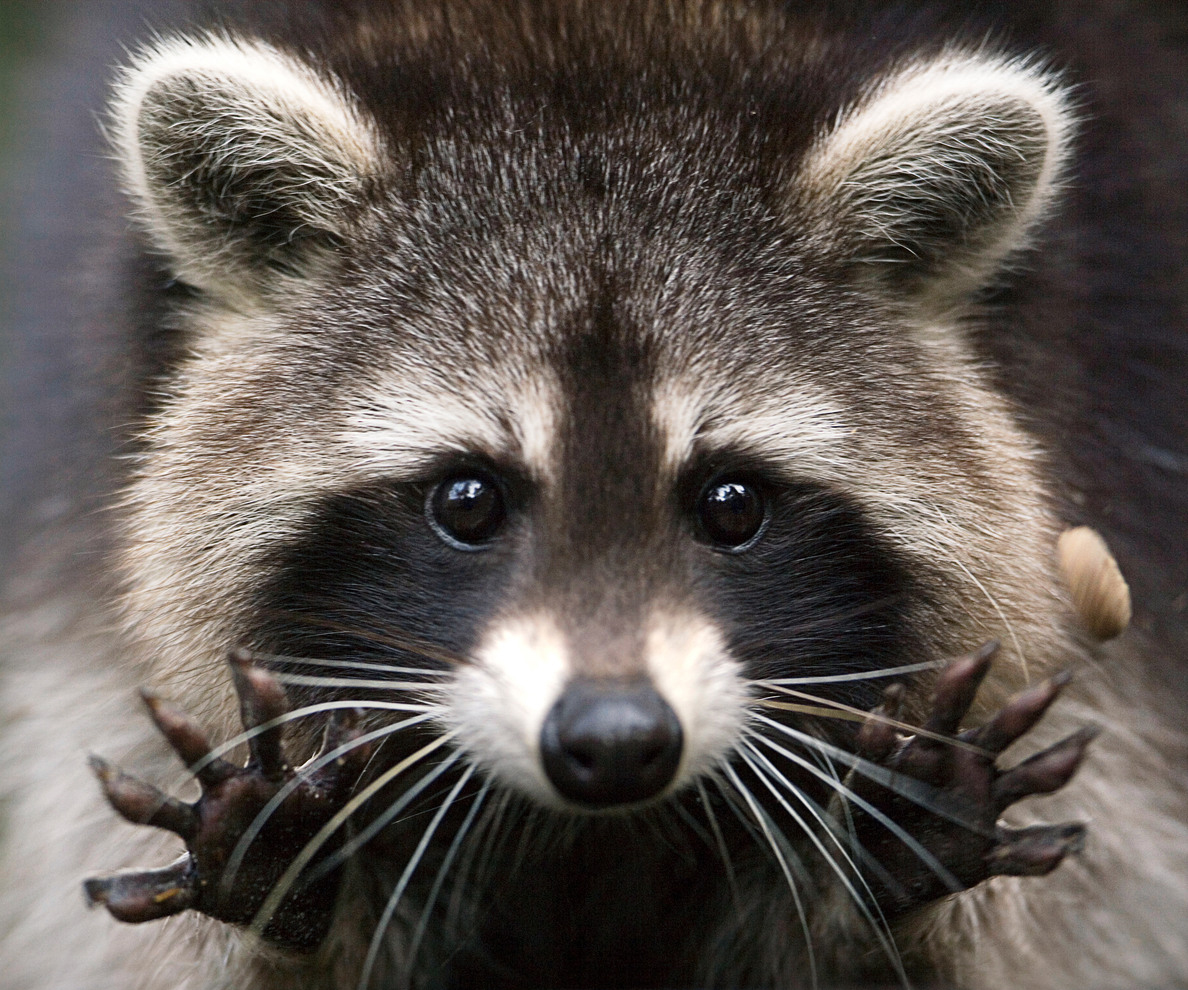 Raccoon 1