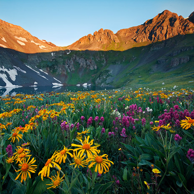 [Image: Vail-Colorado-Wildflower-Guide.jpg]