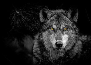 are wolves nocturnal are wolves nocturnal