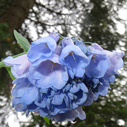 Blue Wildflower Veil – Belle Botanical Creations LLC