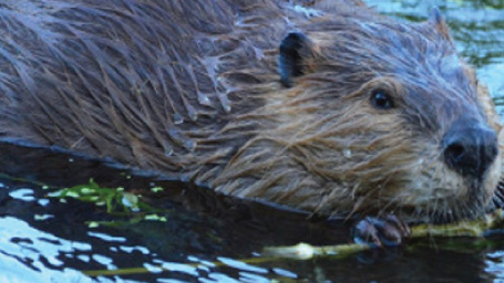 beaver in east vail