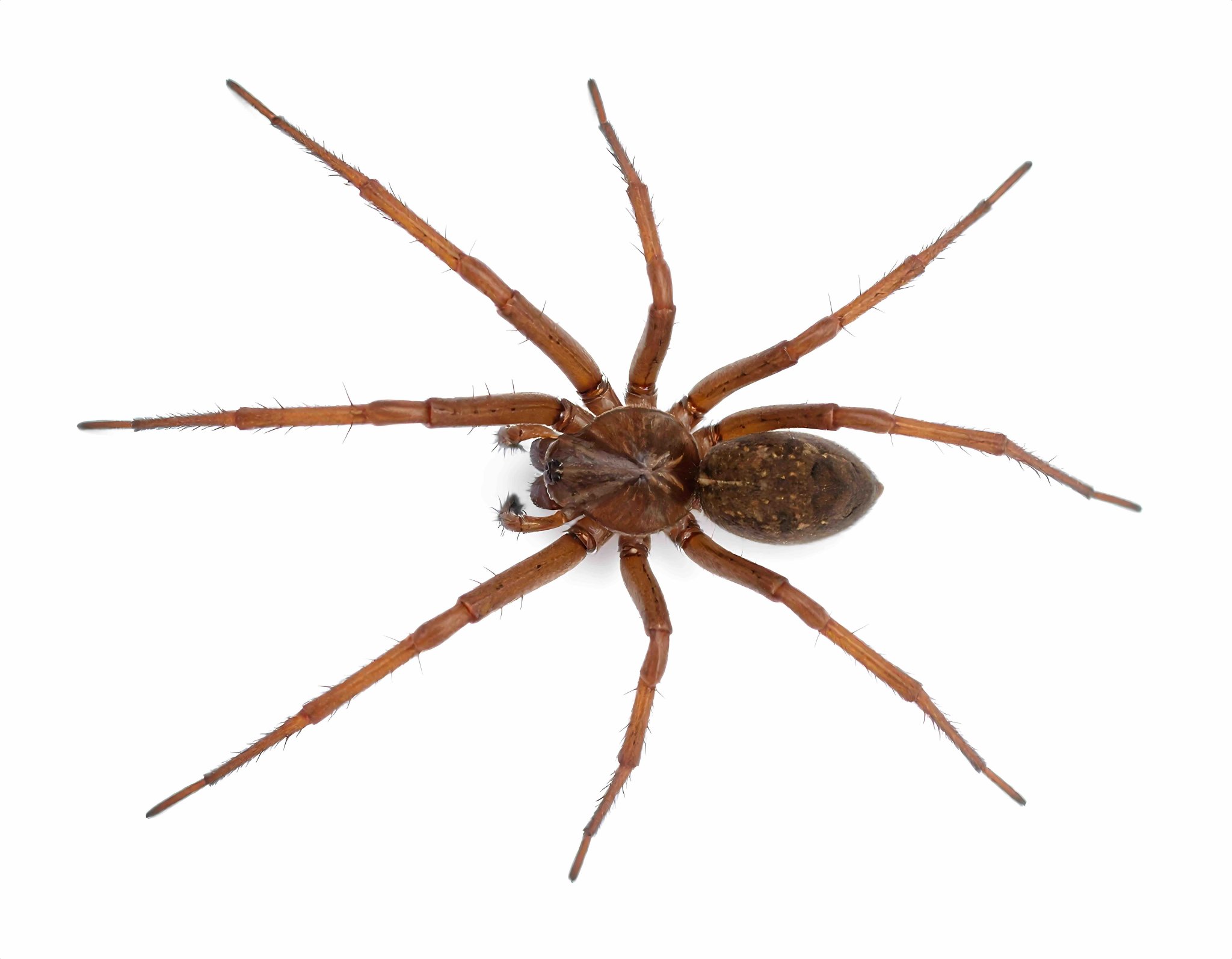 Living With Spiders in Eagle County - Walking Mountains Science Center