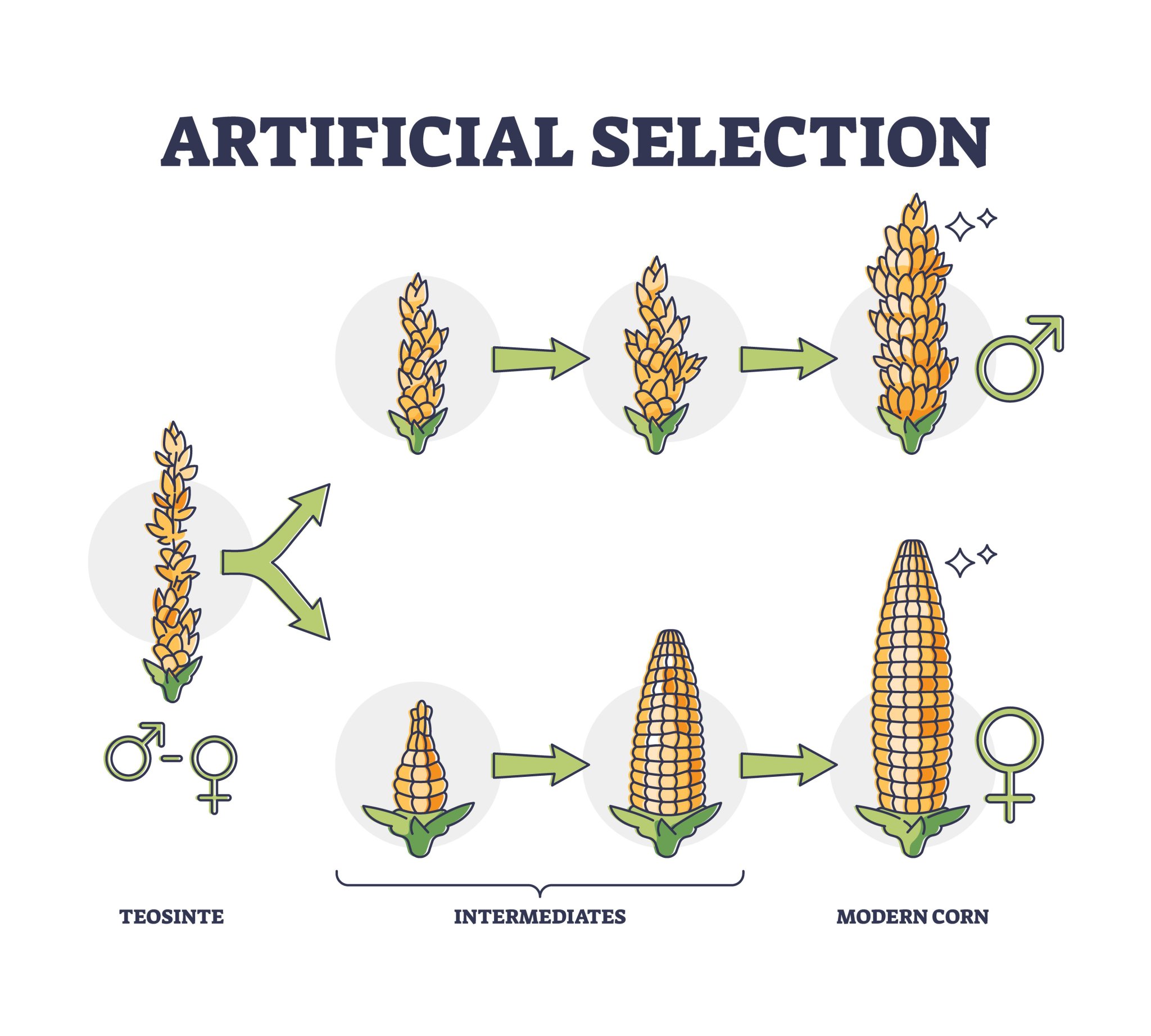 The History of Corn That's Got the World All Ears - Walking Mountains ...