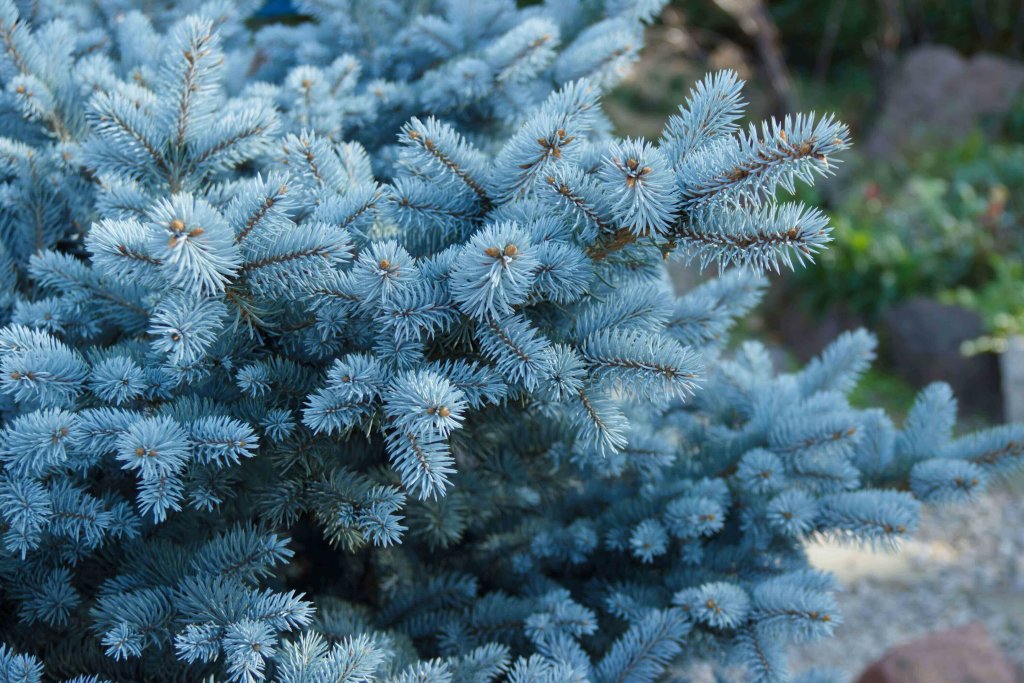 blue spruce