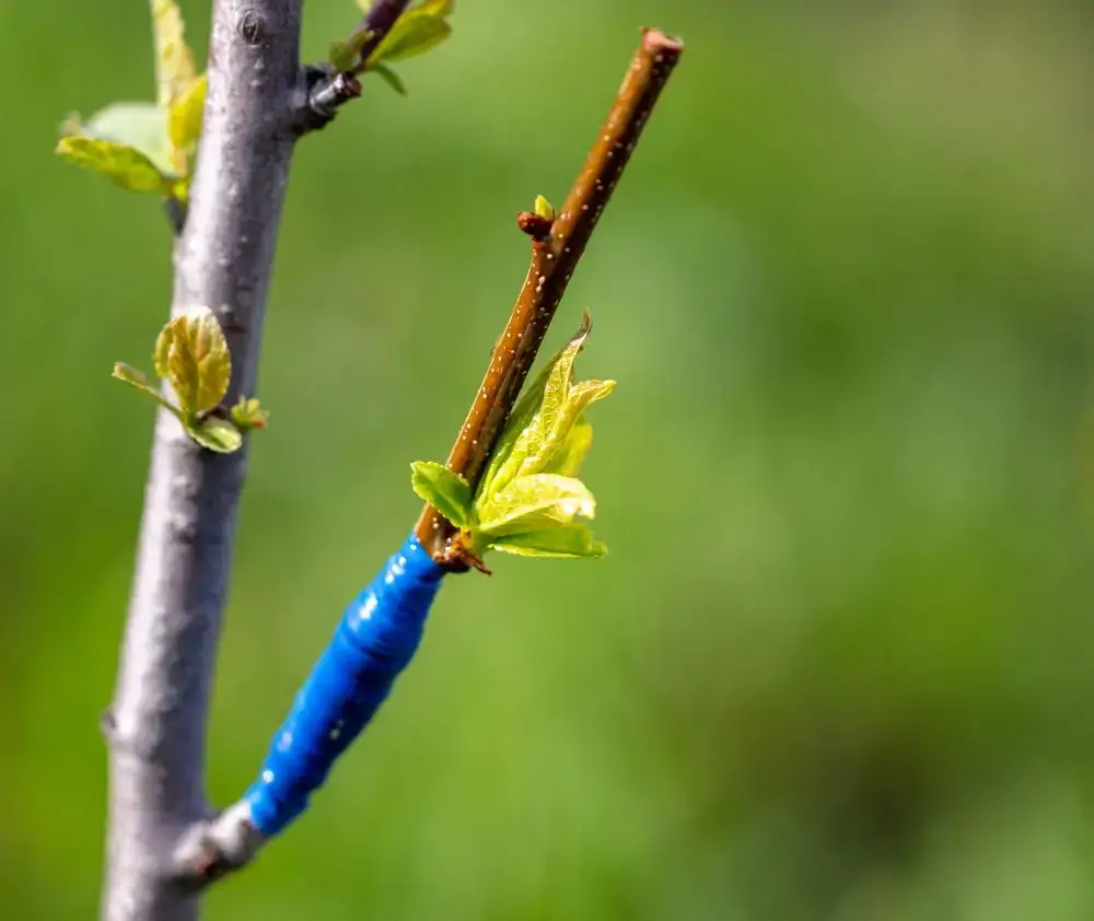 Close-up grafting on a fruit tree in spring.