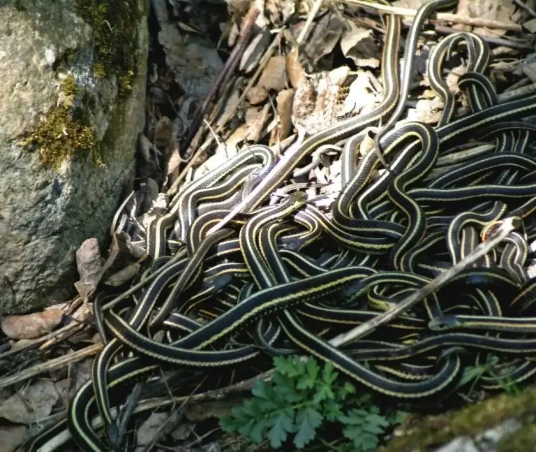 garter snakes can be found in eagle county Colorado