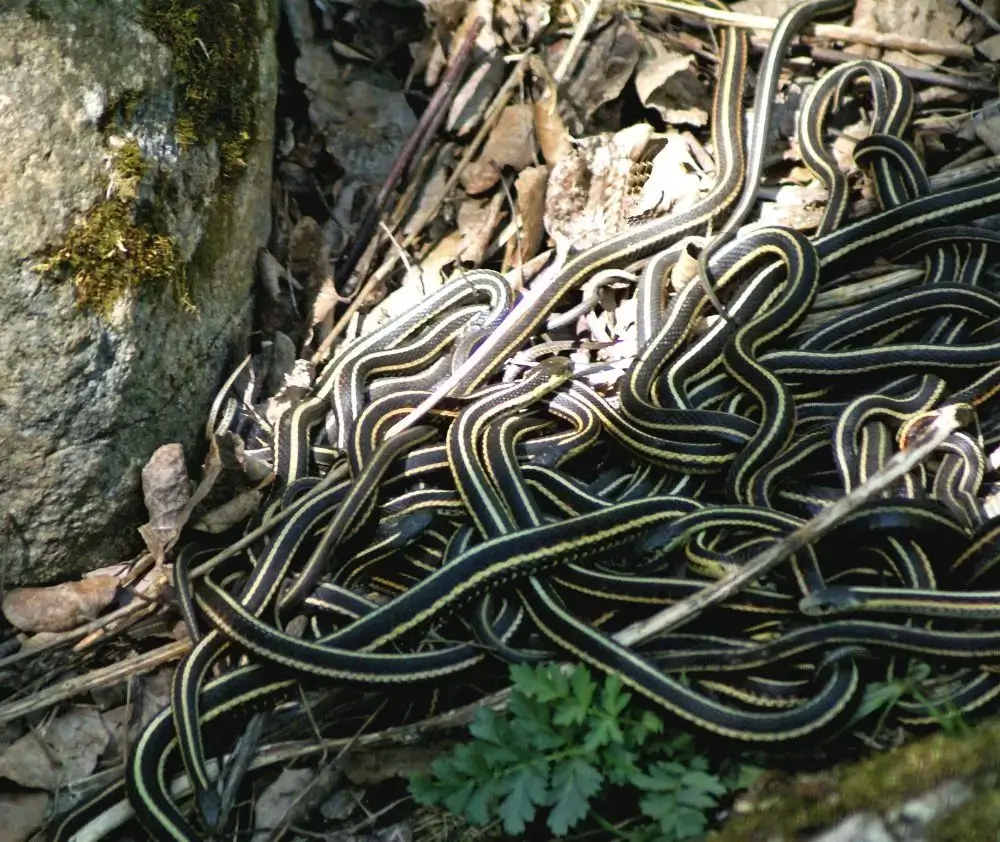garter snakes can be found in eagle county Colorado