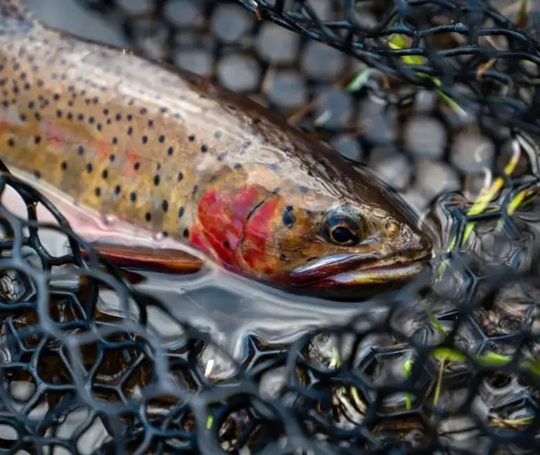 greenback trout in net