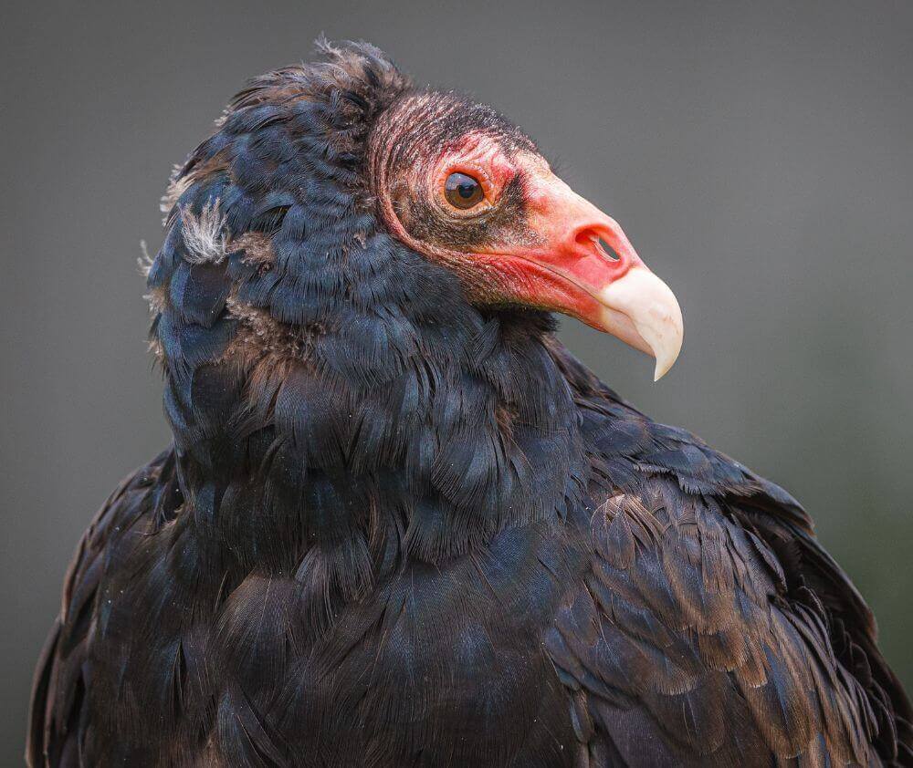 Turkey Vulture