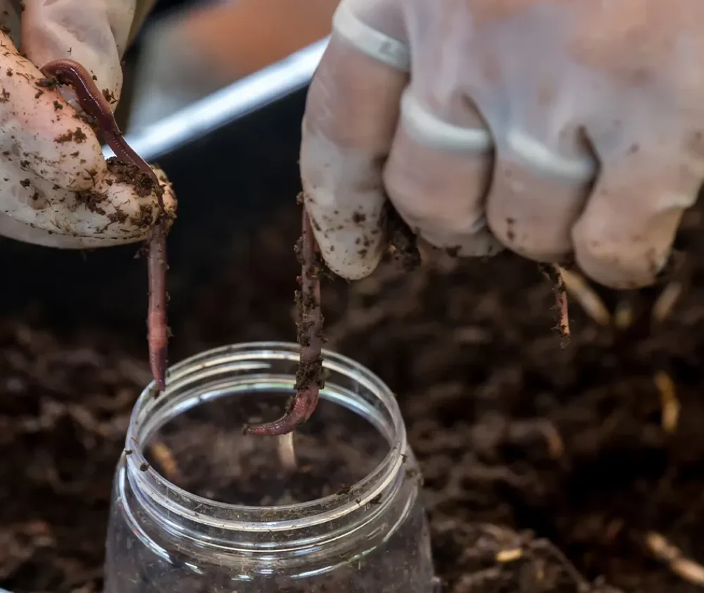 A-Guide-to-Worm-Bin-Composting-hero