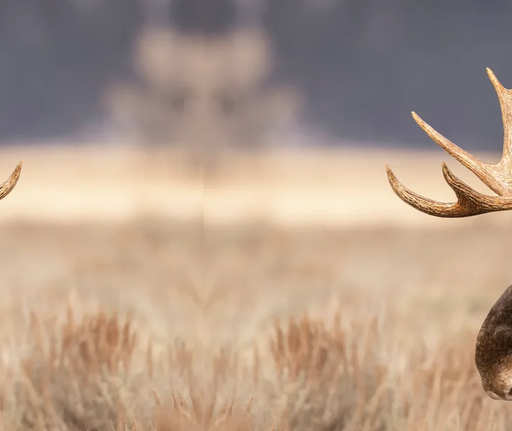 two elks head to head on a field