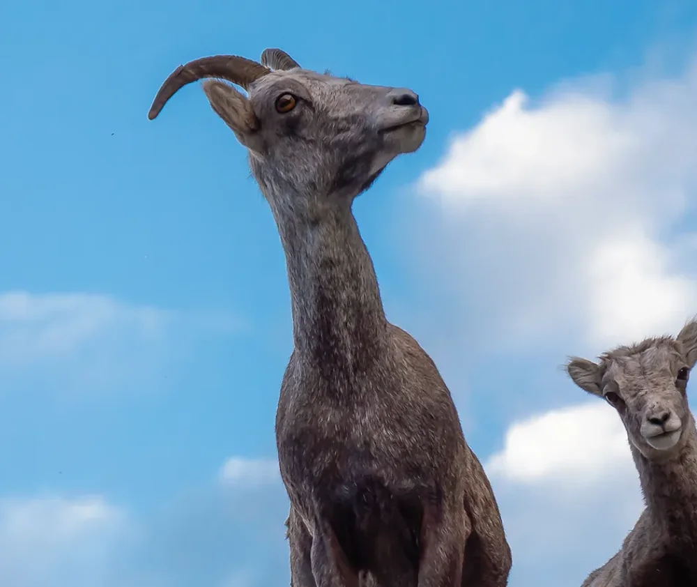 Cliff Hangers How do animals live on cliffs