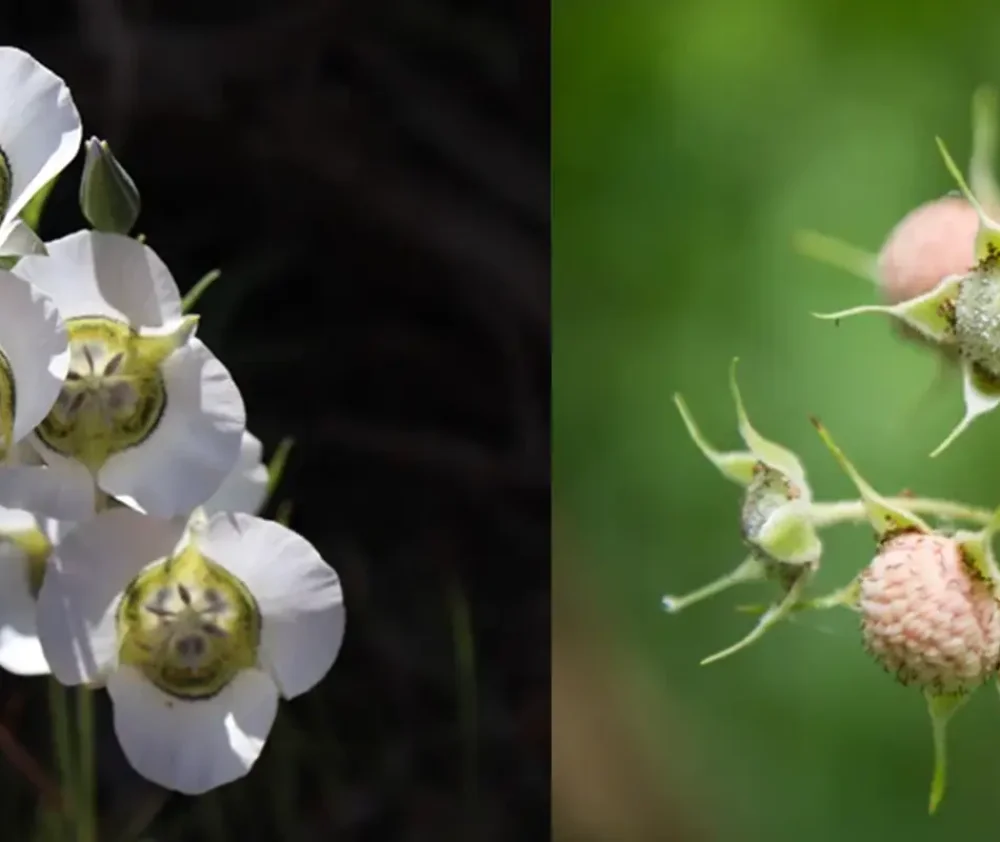 Foraging in Colorado A Beginner's Guide hero
