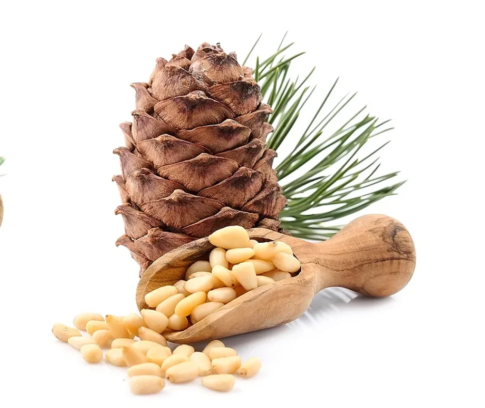 It’s Almost Time to Harvest Pine Nuts - Walking Mountains Science Center