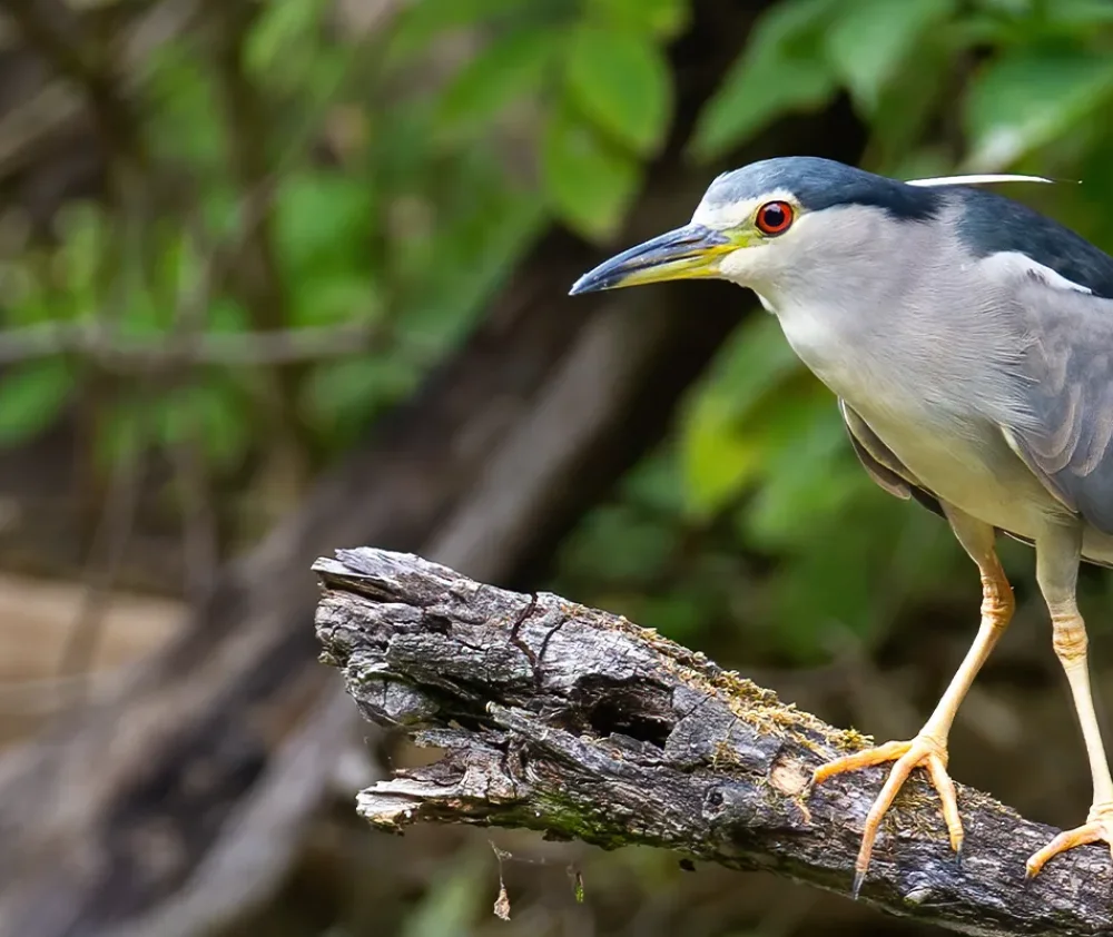 The Black-crowned Night-Heron in Colorado hero