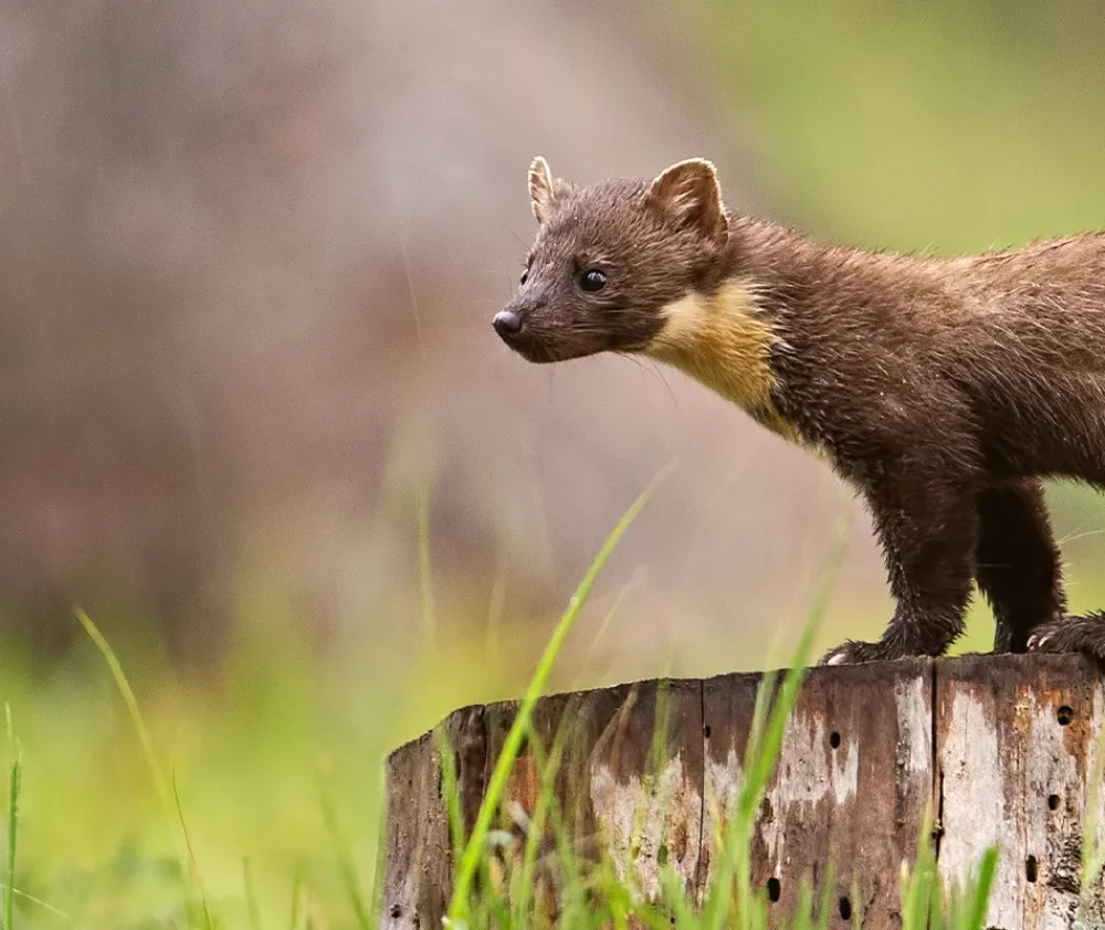 The Secretive Pine Marten How to Spot One