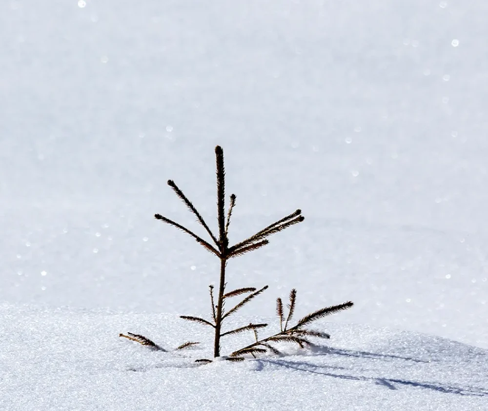 What Happens to Plant Under the Snow hero
