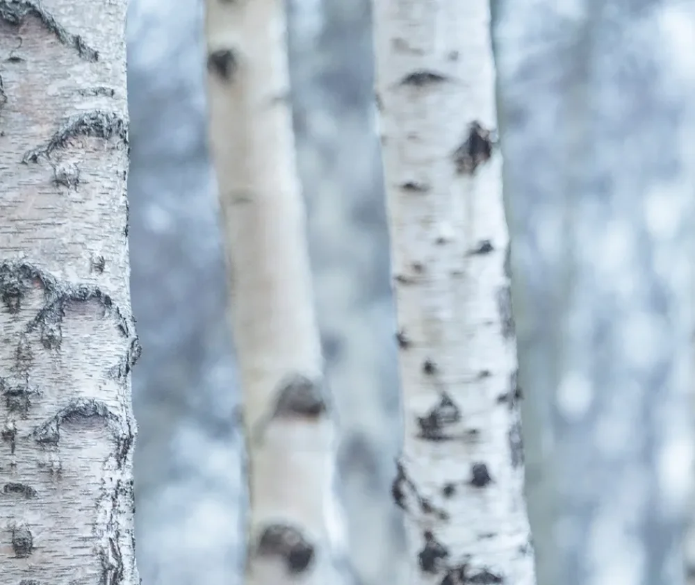 Why do you see so many aspen trees in Colorado hero