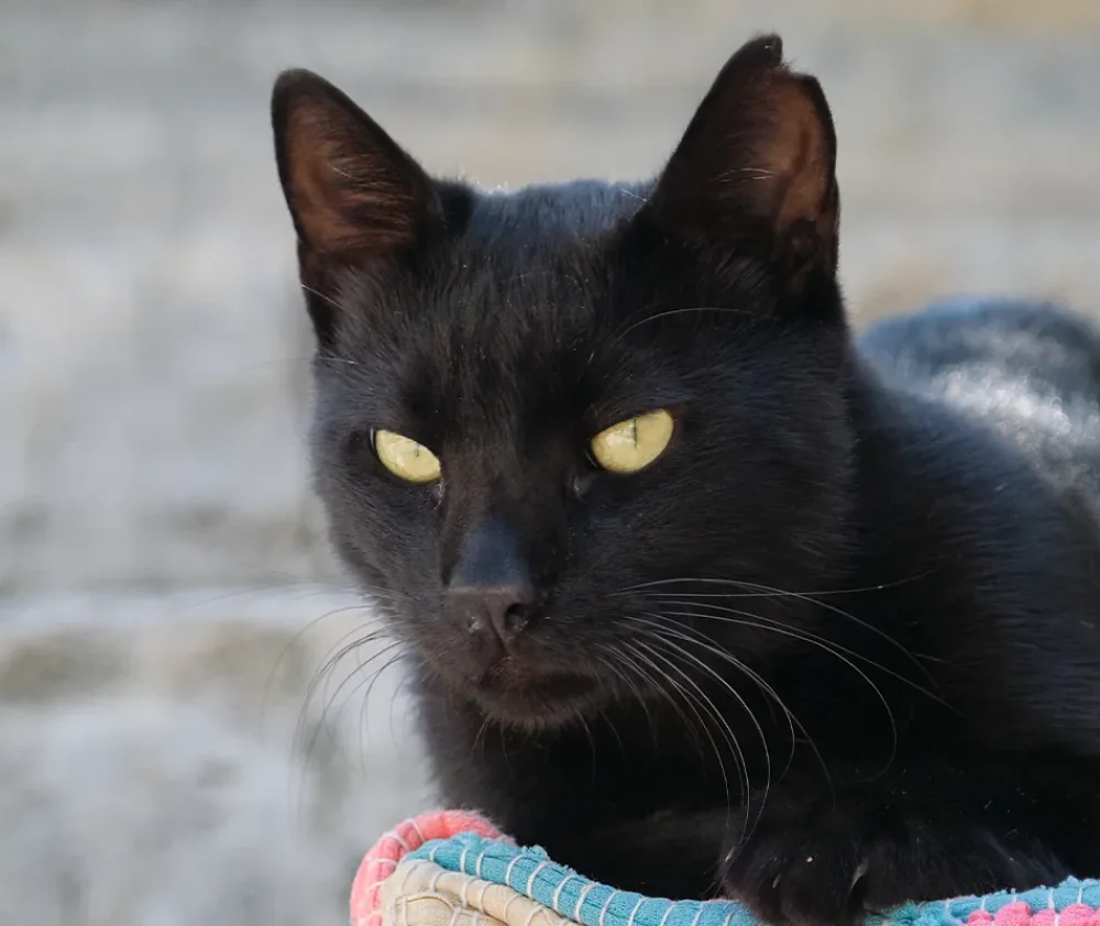 black-cats-bad-luck hero