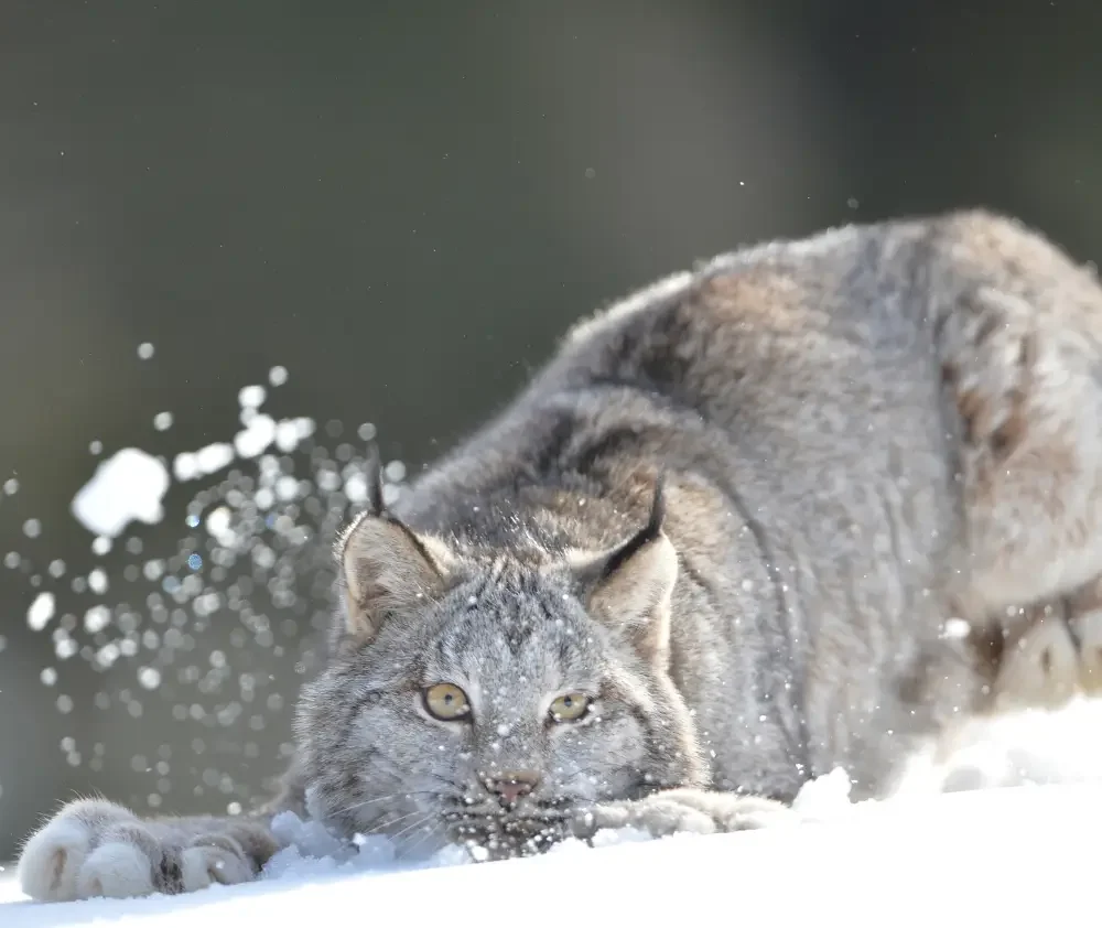blog.curious.nature.animals.winter.lynx.featured