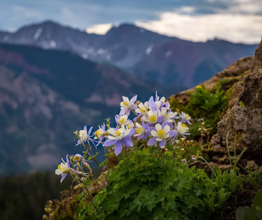 blog.curious.nature.blue.columbine.featured