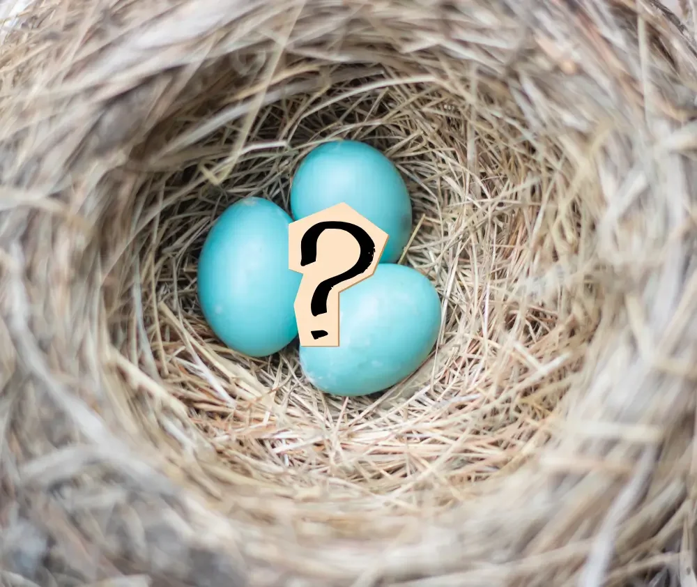 blog.curious.nature.blue.egg.featured