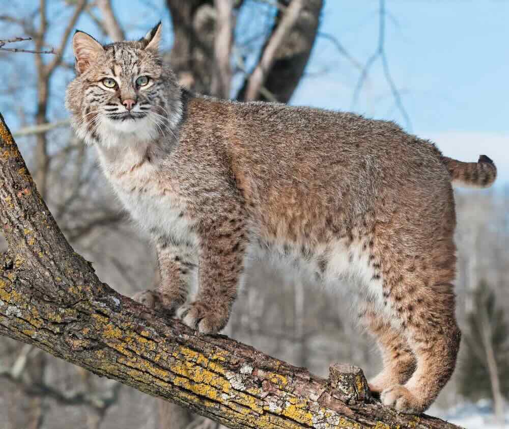 blog.curious.nature.bobcat.lynx