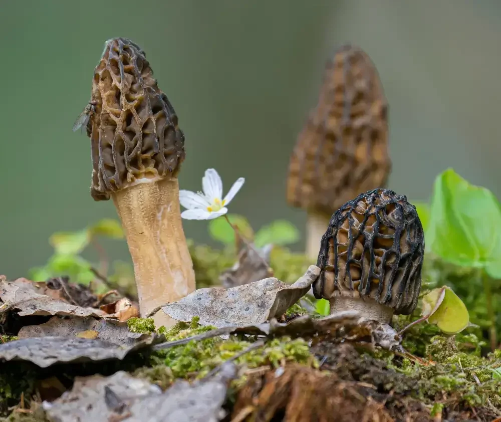 blog.curious.nature.burn.morel.mushroom.featured