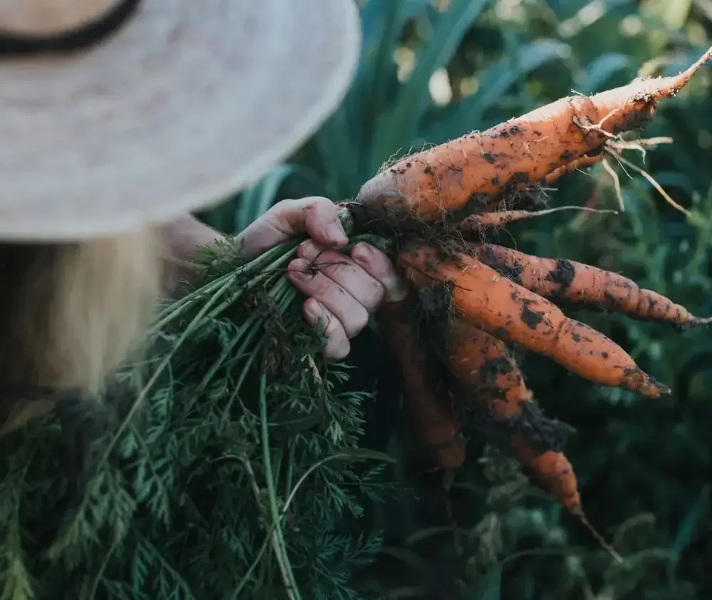 blog.curious.nature.carrots.gardening