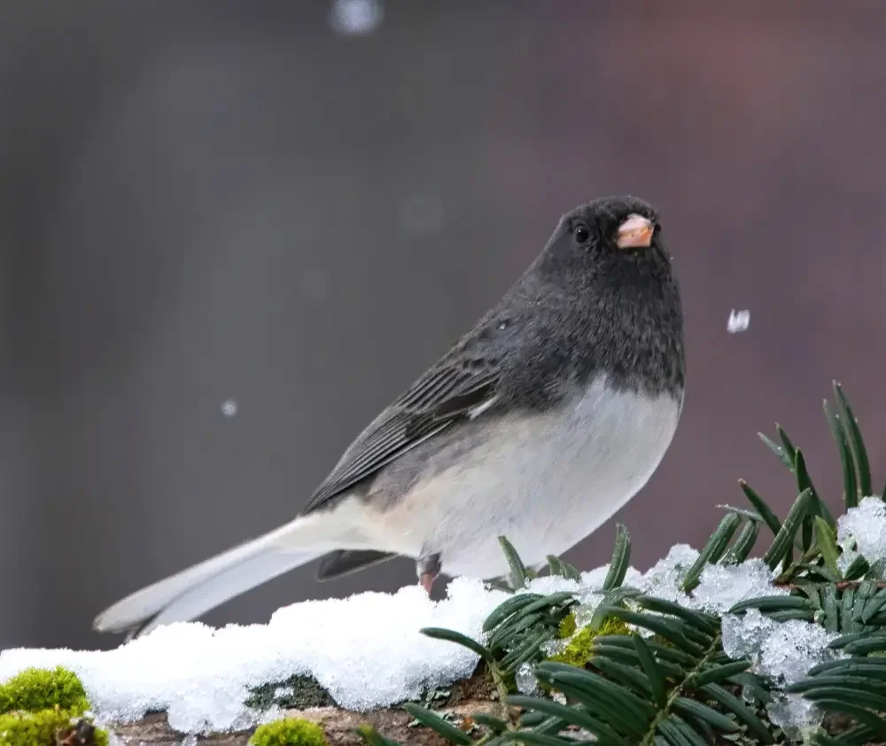 blog.curious.nature.dark.eyed.junco.featured