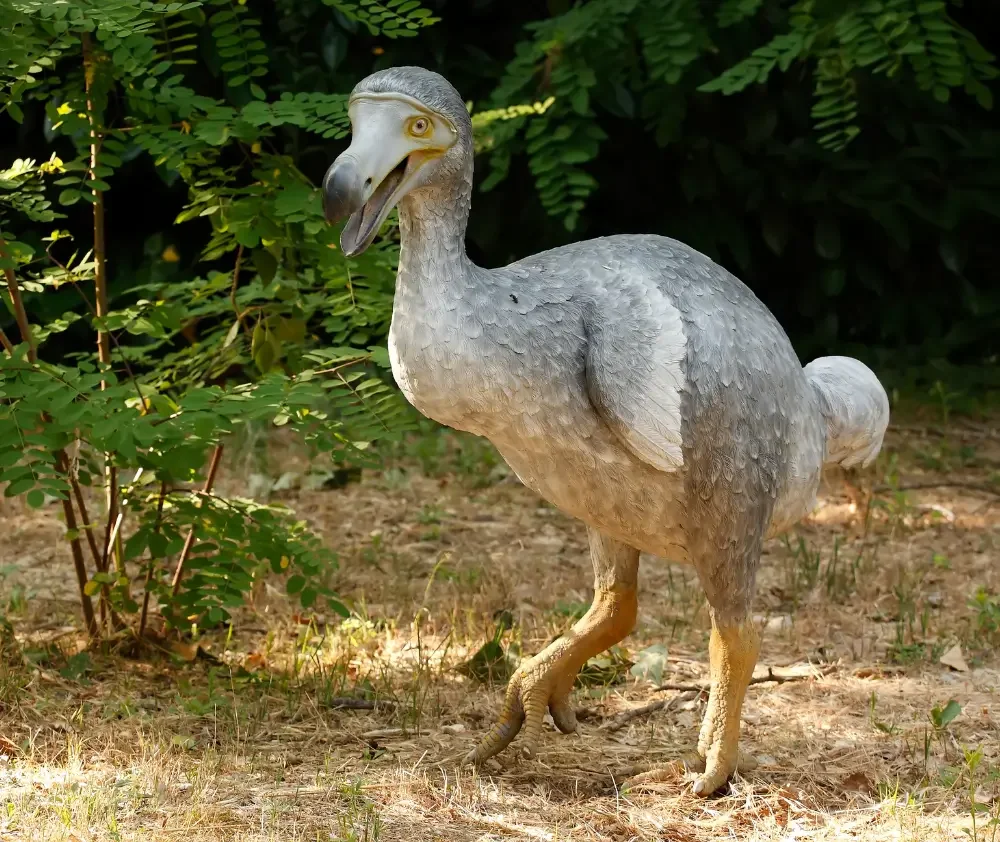 blog.curious.nature.dodo.featured