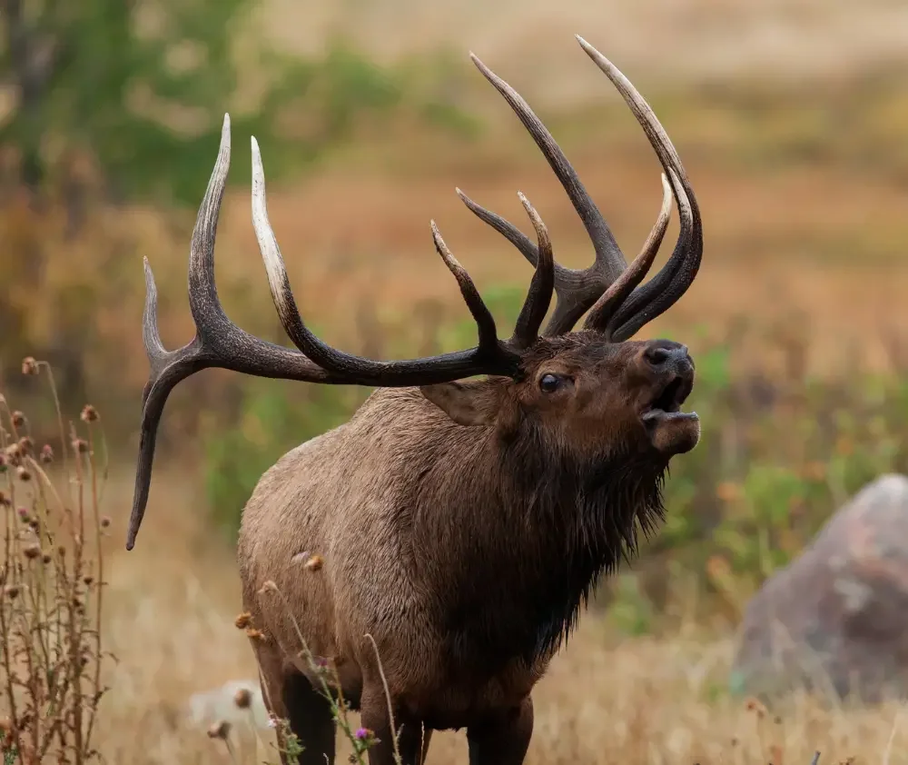 blog.curious.nature.elk.featured