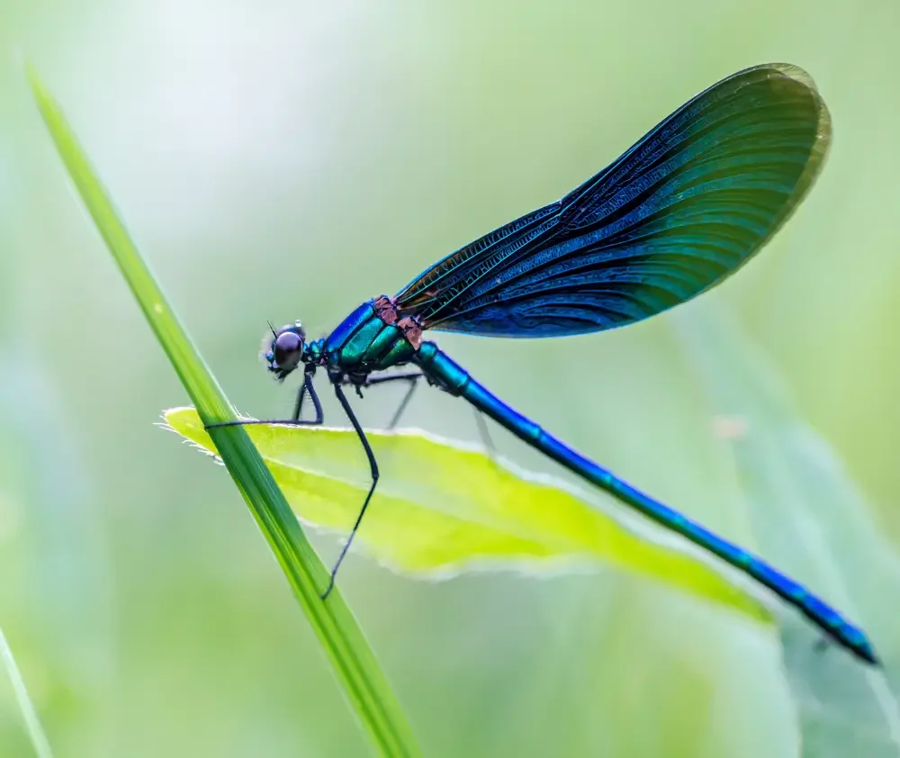 blog.curious.nature.firefly.featured