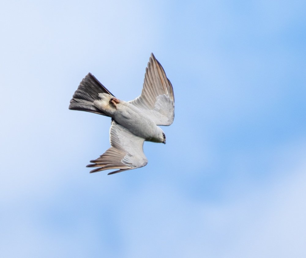 blog.curious.nature.flying.mississippi.kite.bird