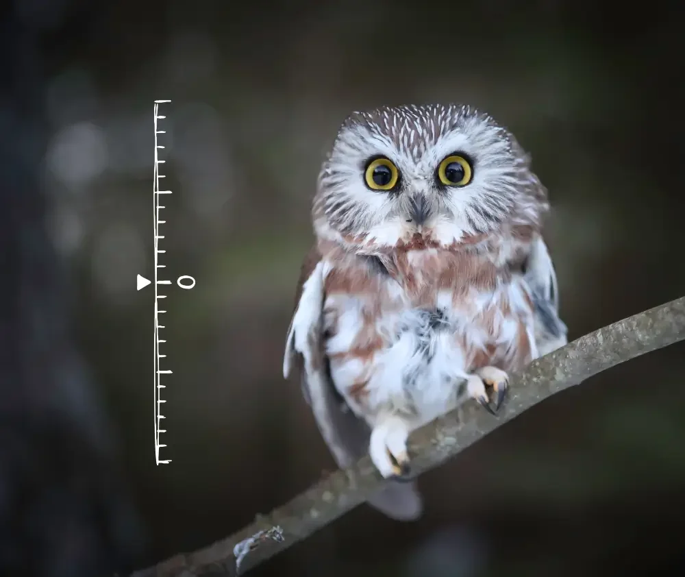 blog.curious.nature.northern.saw.whet.owl.featured