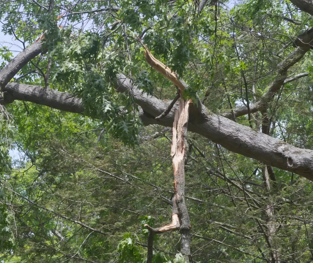 blog.curious.nature.widow.maker.featured