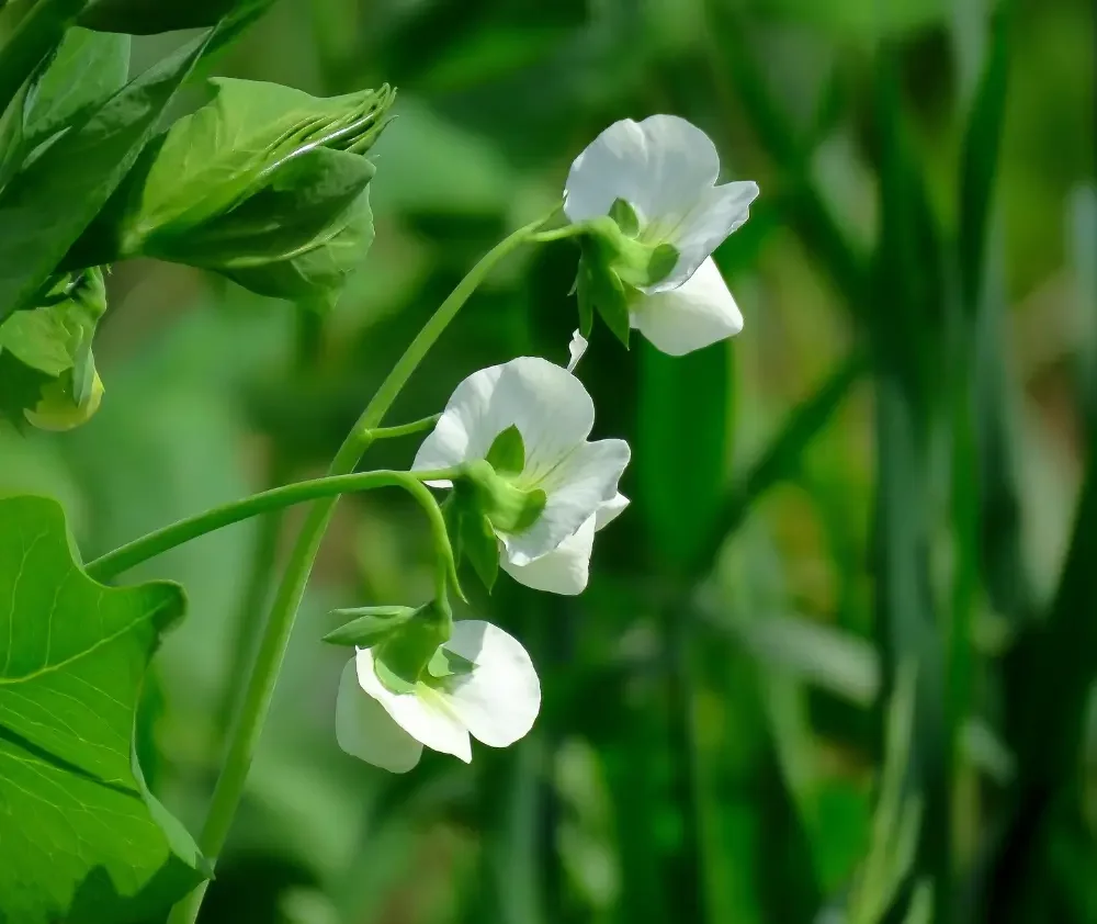 blog.curious.nature.wild.pea.featured