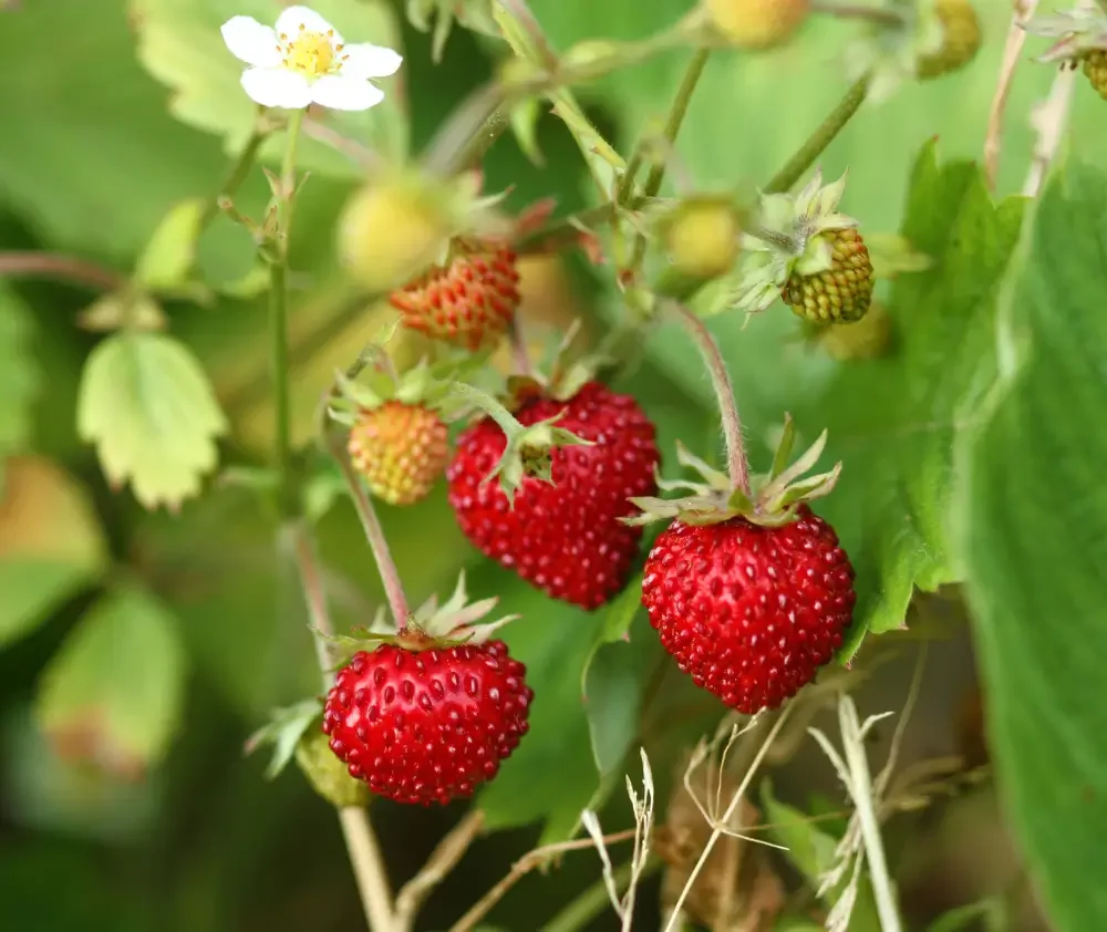 blog.curious.nature.wild.strawberries.featured
