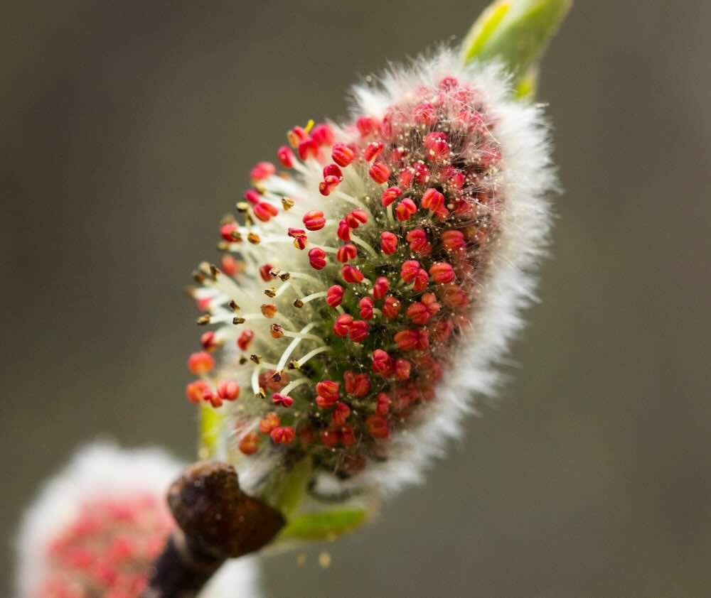 blog.curious.nature.willow.catkin