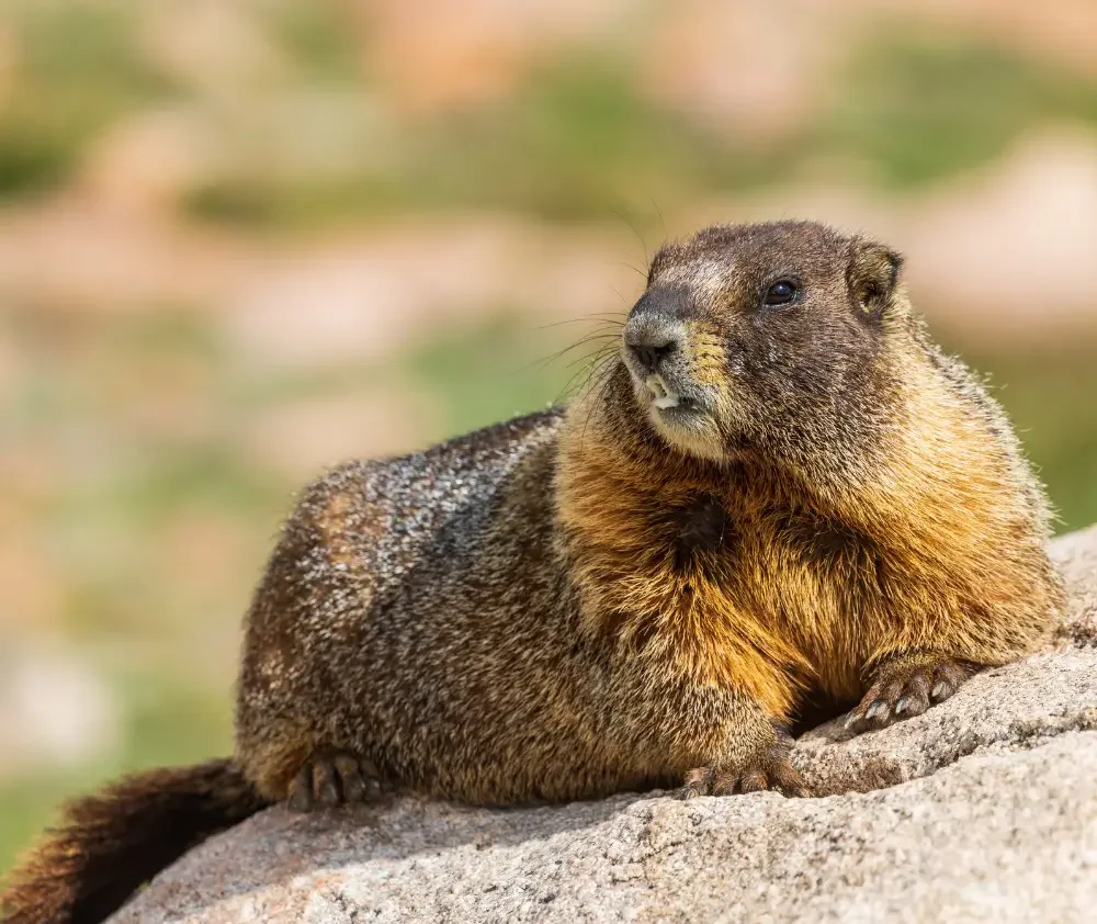 blog.curious.nature.yellow.bellied.marmot