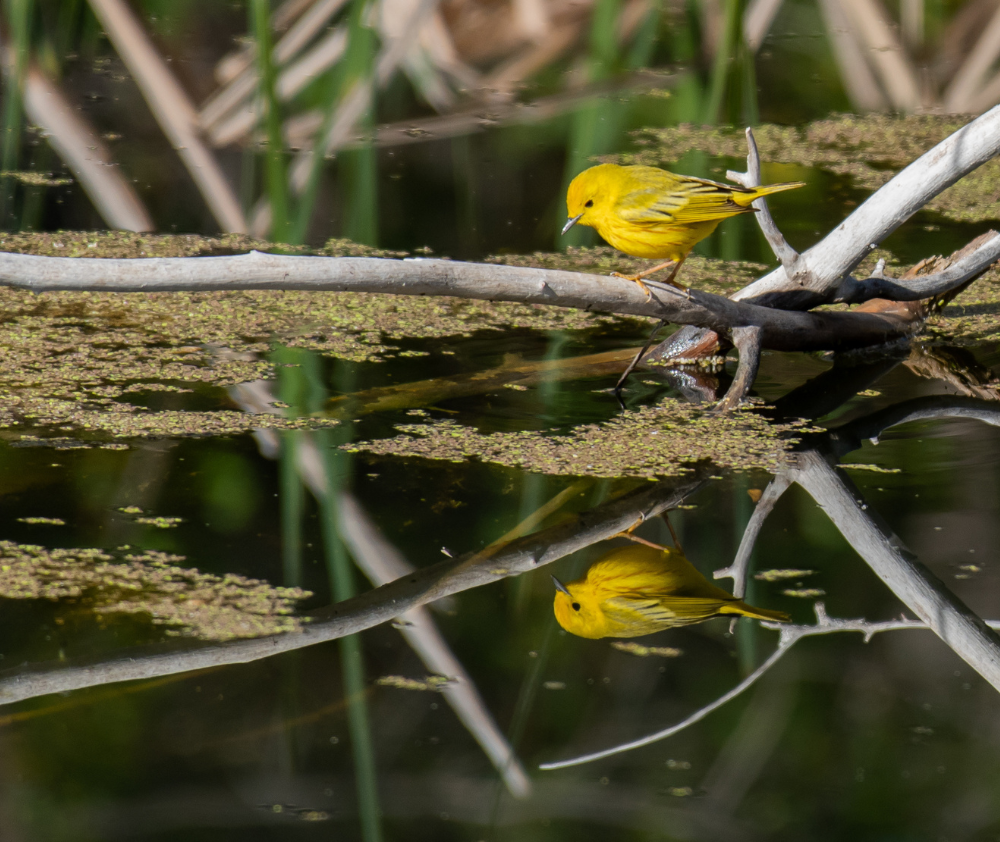 blog.curious.nature.yellow.warbler