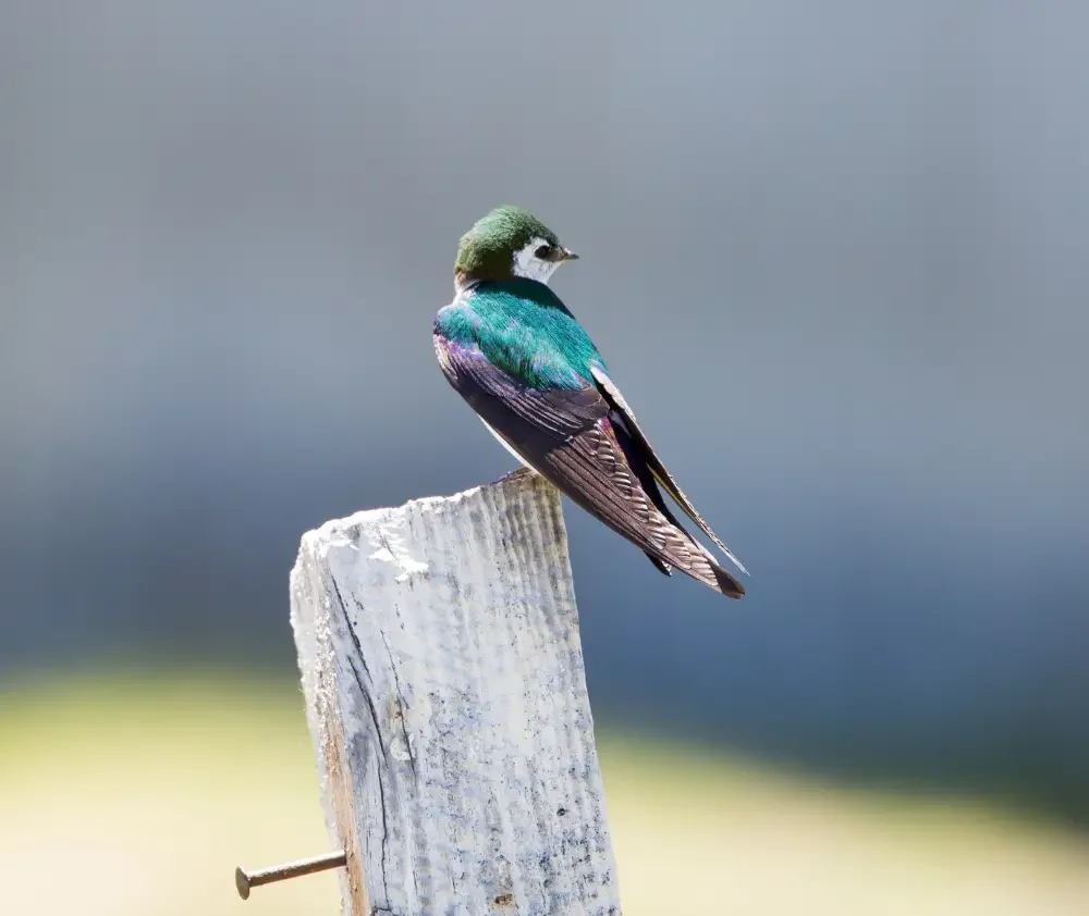 blog.green.swallow.curious.nature.featured