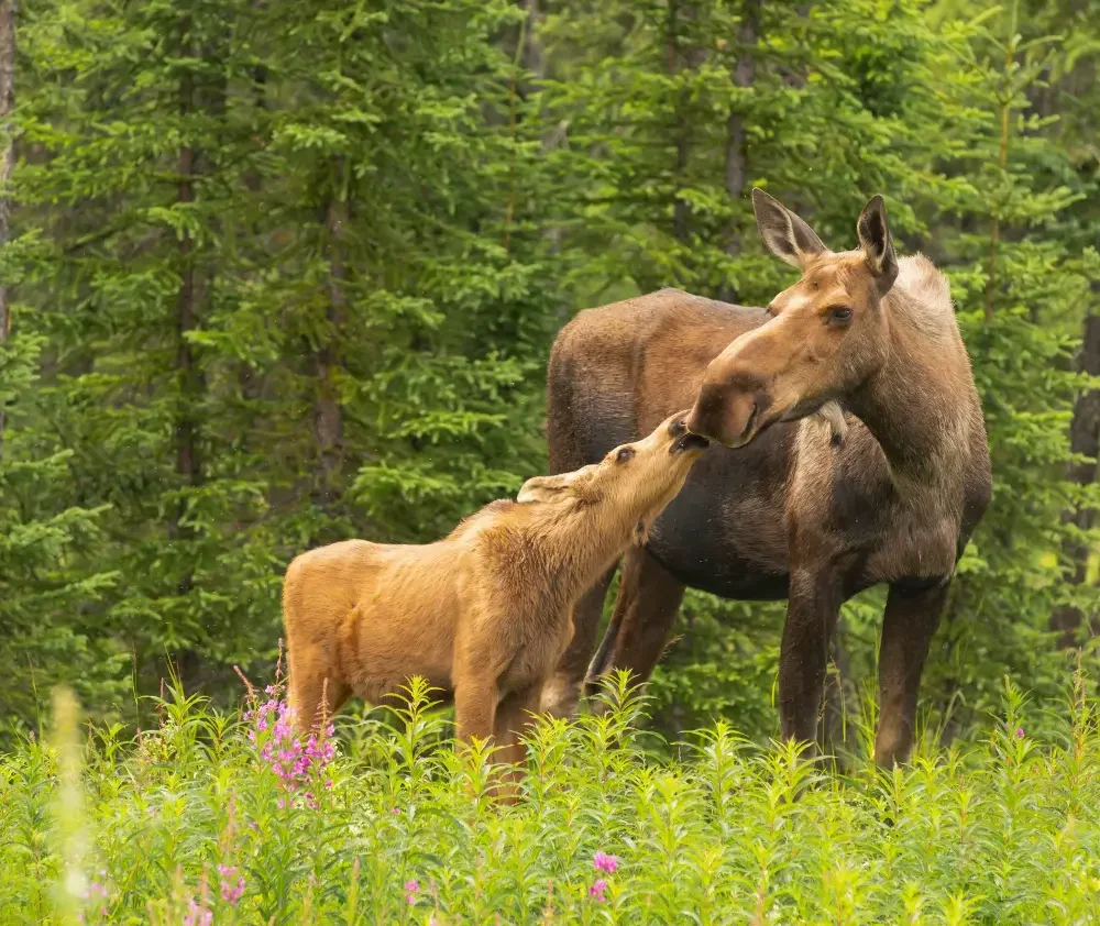 blog.moose.curious.nature.featured