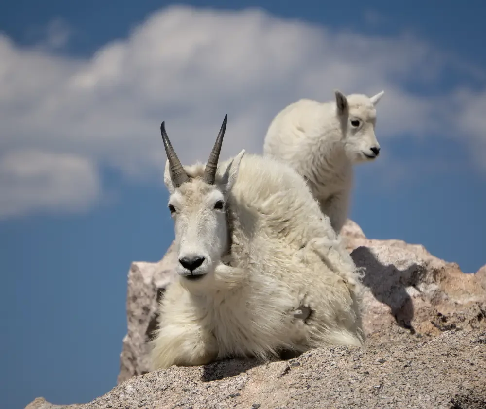 blog.mountain.goats.featured