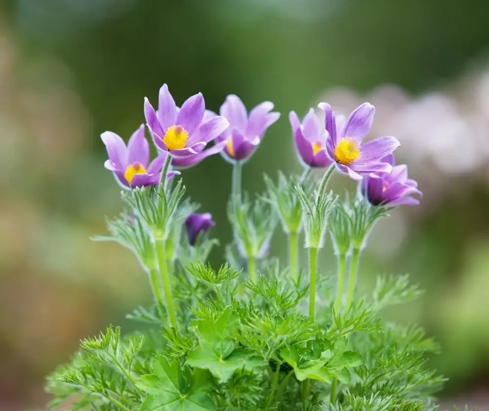 blog.pasque.flower.curious.nature.featured