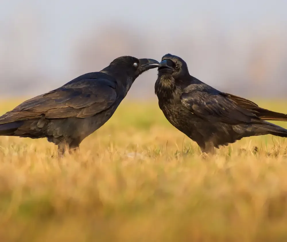 blog.ravens.curious.nature.featured