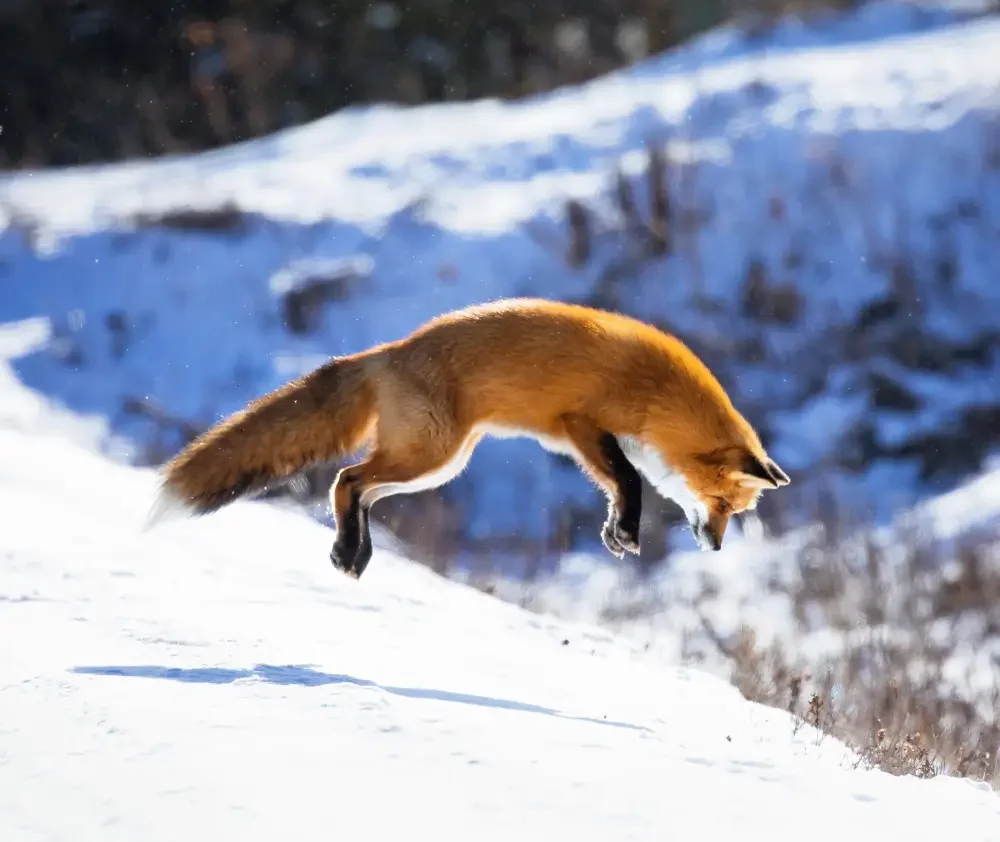 blog.red.fox.curious.nature.featured