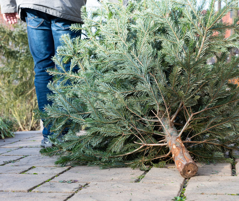 blog.sustainability.tip.christmas.tree