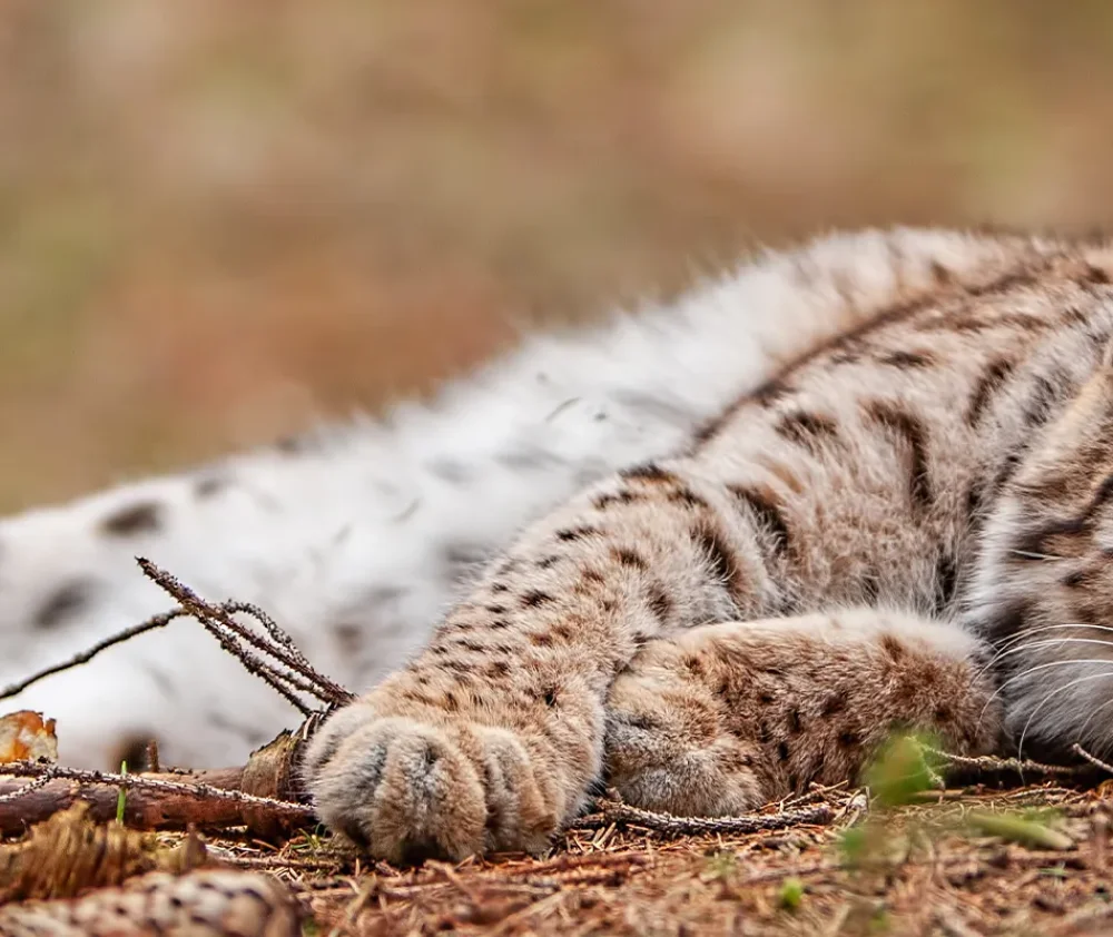 bobcat hero